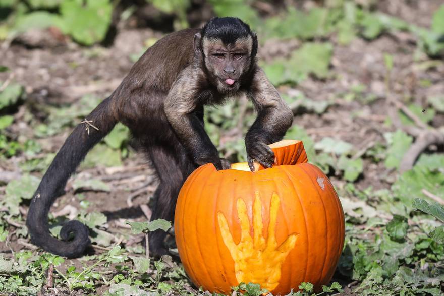 Zagreb: Djelatnici ZOO-a podijelili bundeve životinjama