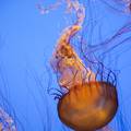 Nova vrsta meduze pojavila se u Jadranu: 'Nemojte ju dirati!'