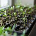 Napravite održivi vrt usred urbane sredine: I mali stan dovoljan je za eko sadnice