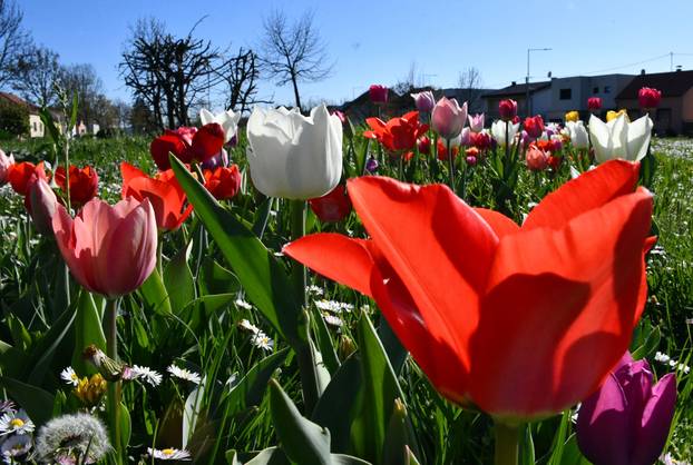 Slavonski Brod: Šarene cvjetne gredice rascvjetalih tulipana svojom ljepotom krase gradske parkove