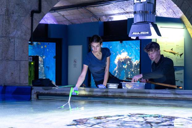 Pula: Novopristigle vrste raža Pjegavi golub u Pulskom akvariju