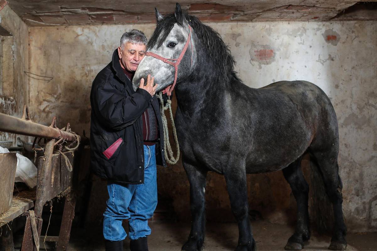 Zekan se vratio kući, gradi se i nova štala: On je najbolji konj, ne bih ga dao za milijun dolara'