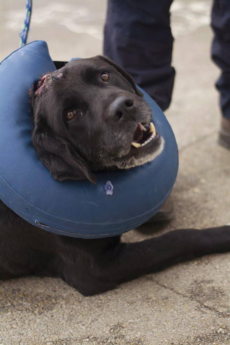 Zatukao psa šipkom i ostavio da umre: Spasili ga dobri ljudi