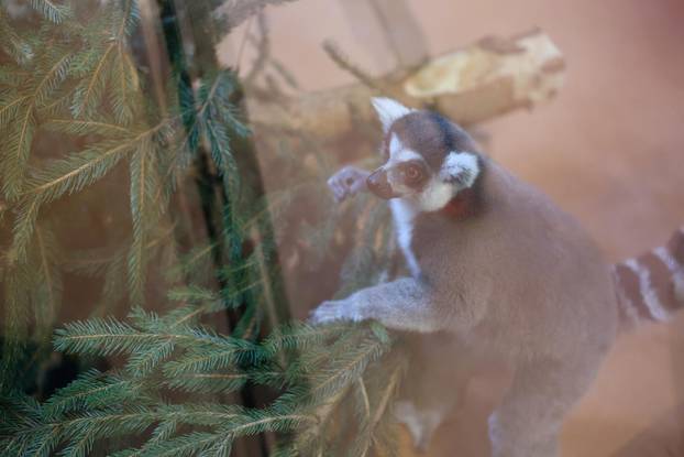 Životinjama u Zoološkom vrtu podijeljena raskićena drvca