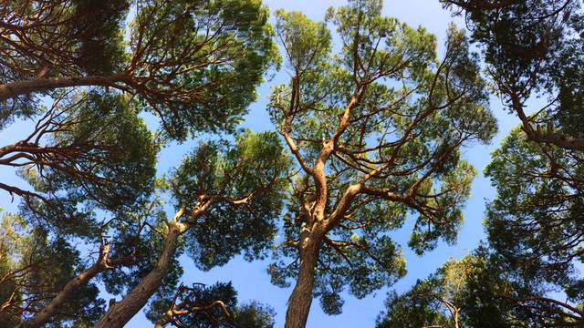 U splitskom naselju Novo Sitno dvjestotinjak volontera zasadilo nova stabla