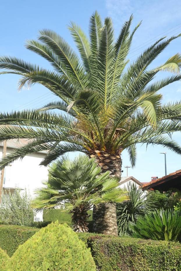 Egzotični vrt Igora Čupića