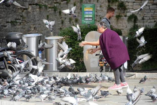 Pula: Bakica hrani golubove