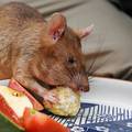 Žena u Njemačkoj živjela u kući s 800 štakora, veterinarska inspekcija ih je oslobodila