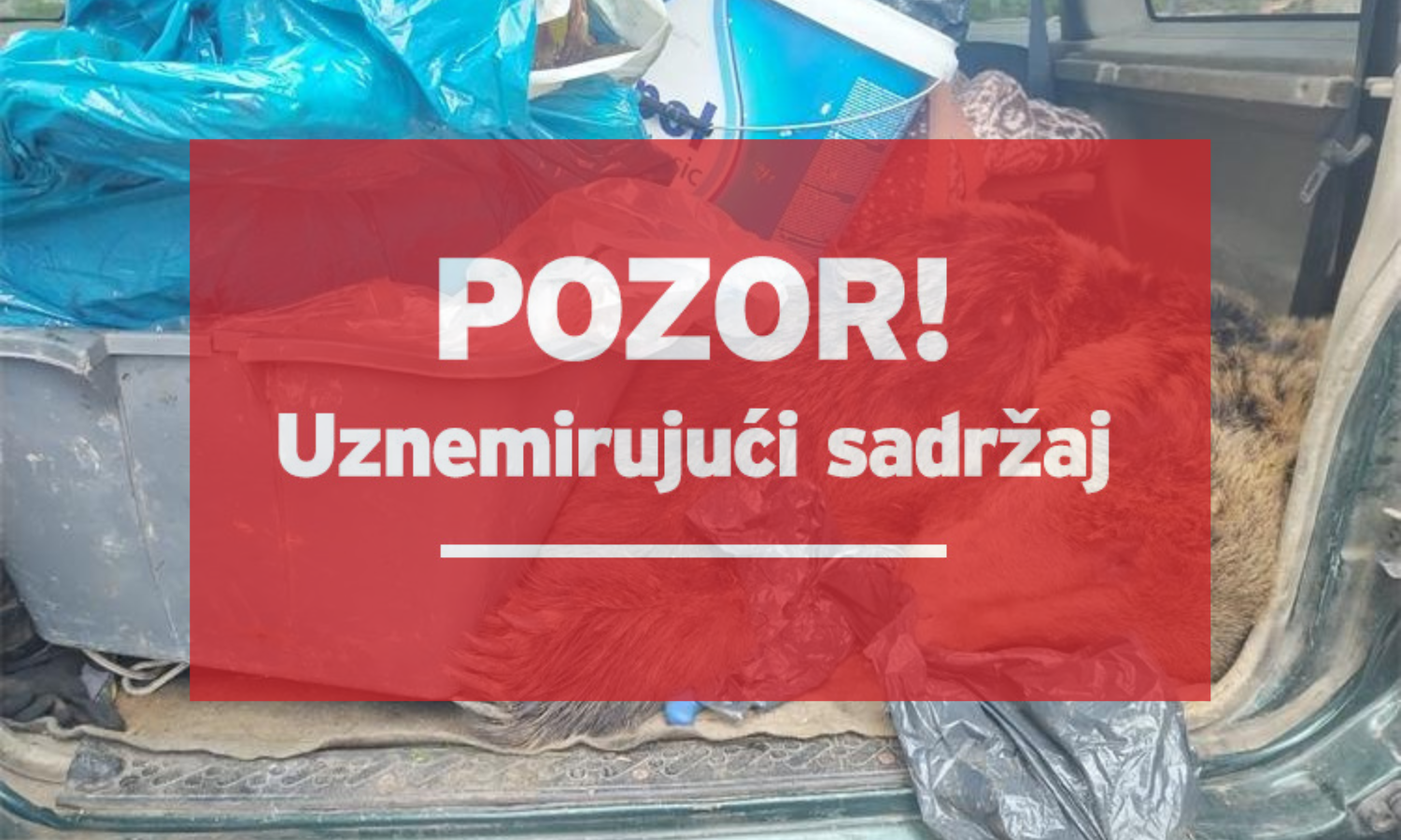 Lovci kod Drniša carini rekli da imaju samo srndaća: U gepeku im pronašli mrtvog medvjeda!