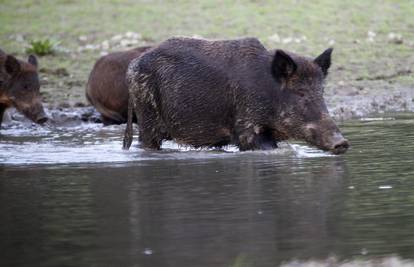 Pomahnitala: Divlja svinja ušla je u park i ozlijedila troje ljudi