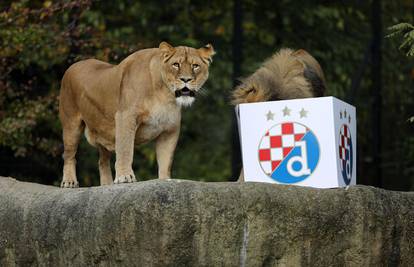 Prognoza maksimirskih lavova: Dinamo će pobijediti Rapid!