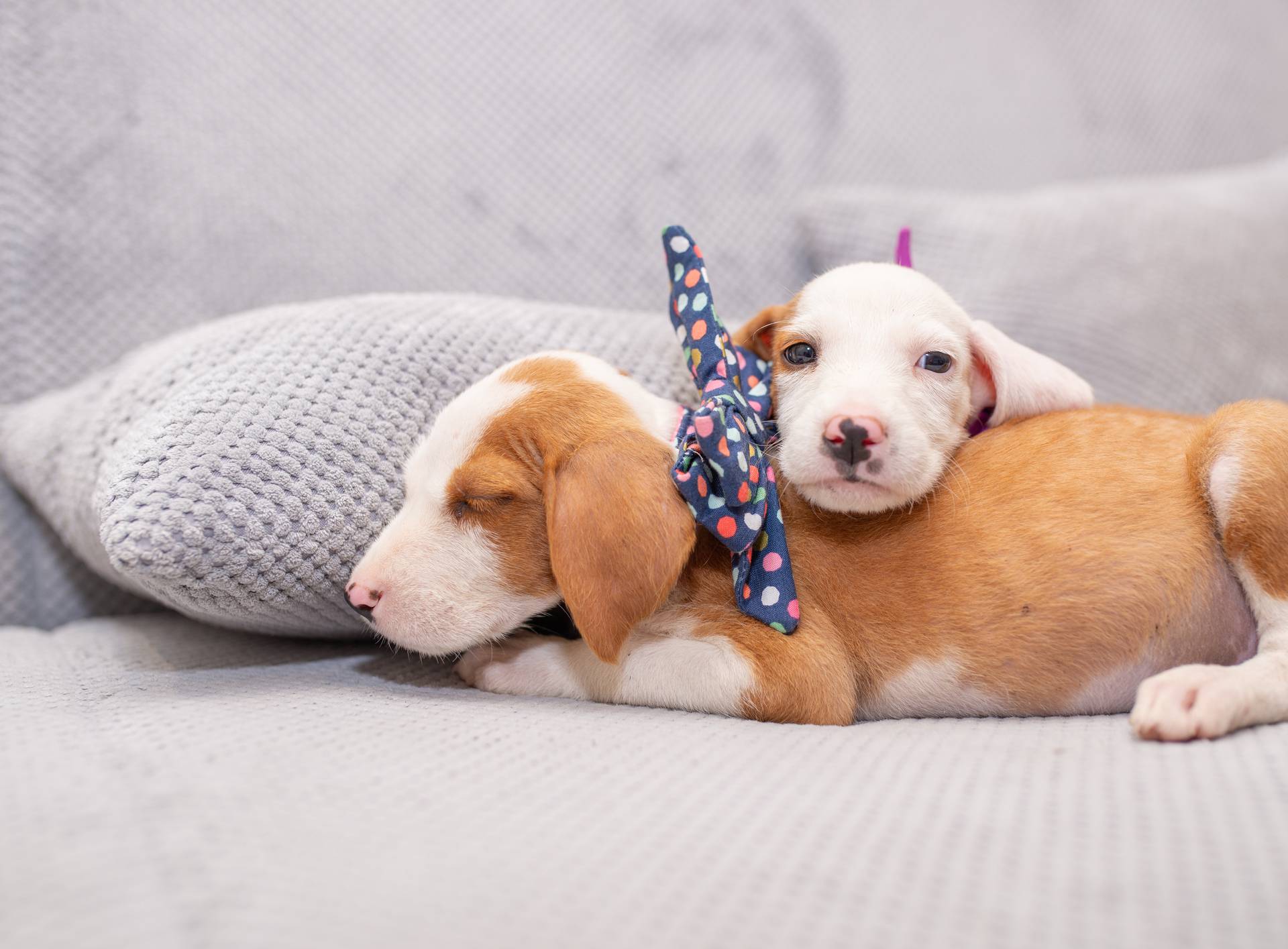 Puppies with bow ties