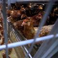 Na farmi Lukač opet se pojavila salmonela, usmrtit će 52 tisuće kokoši. Vlasnik: 'Podmeću nam'