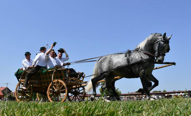 FOTO U znaku tradicije: Na 44. manifestaciji 'Konji bijelci' vozile su se i svadbarske kočije