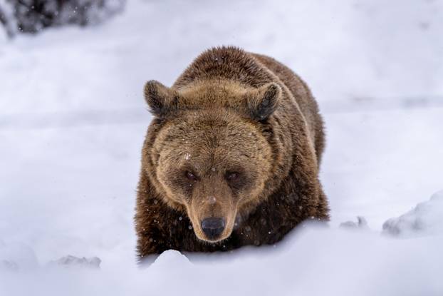 Medvjedi u Kuterevu uživaju u snijegu, zimski san još će malo pričekati
