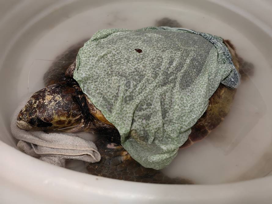 Glavata želva Elpsi progutala ribarsku udicu, liječe je u Puli