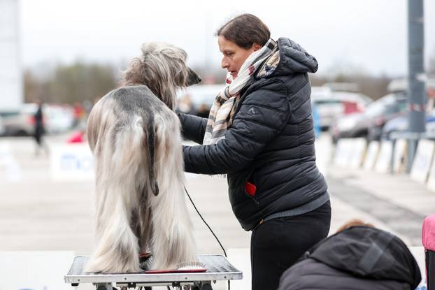 Izložba pasa svih pasmina ispred shopping centra Westgate City u Zaprešiću