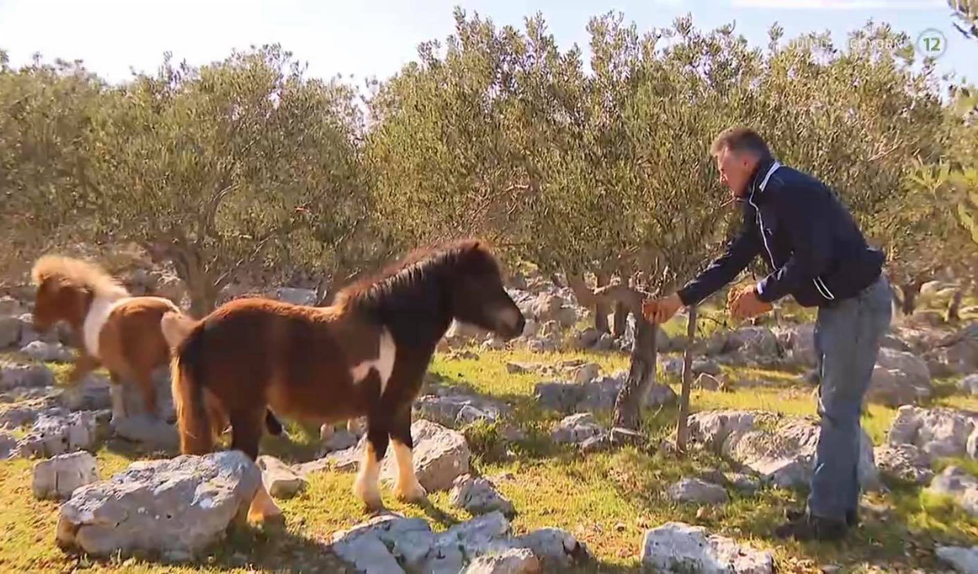 Farmer s Brača: Ne zanimaju me cure koje će doći zbog Porschea! Tražim žene od 30-40 godina...