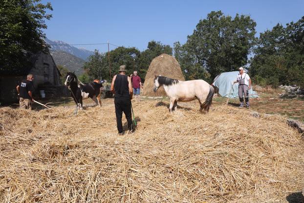 Zagvozd: Vršidba žita na starinski način