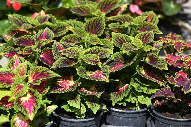 Obilježavanje Dana grada Križevaca uljepšano je cvjetnom manifestacijom "Križevci u cvijeću"