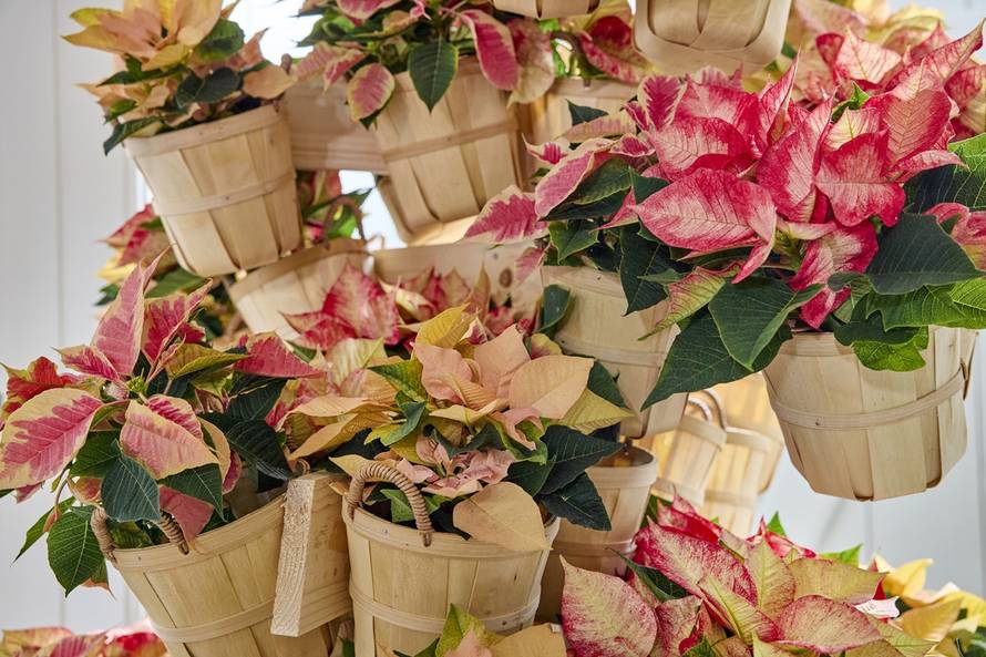 Adventski ukrasi s božićnim zvijezdama