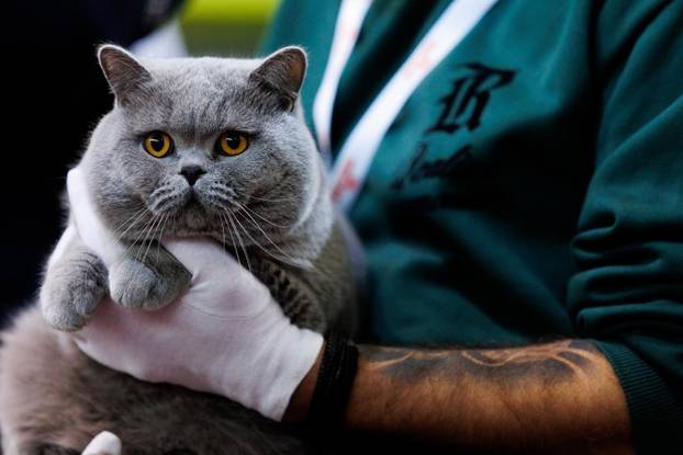 U Rijeci se održava Međunarodna izložba mačaka