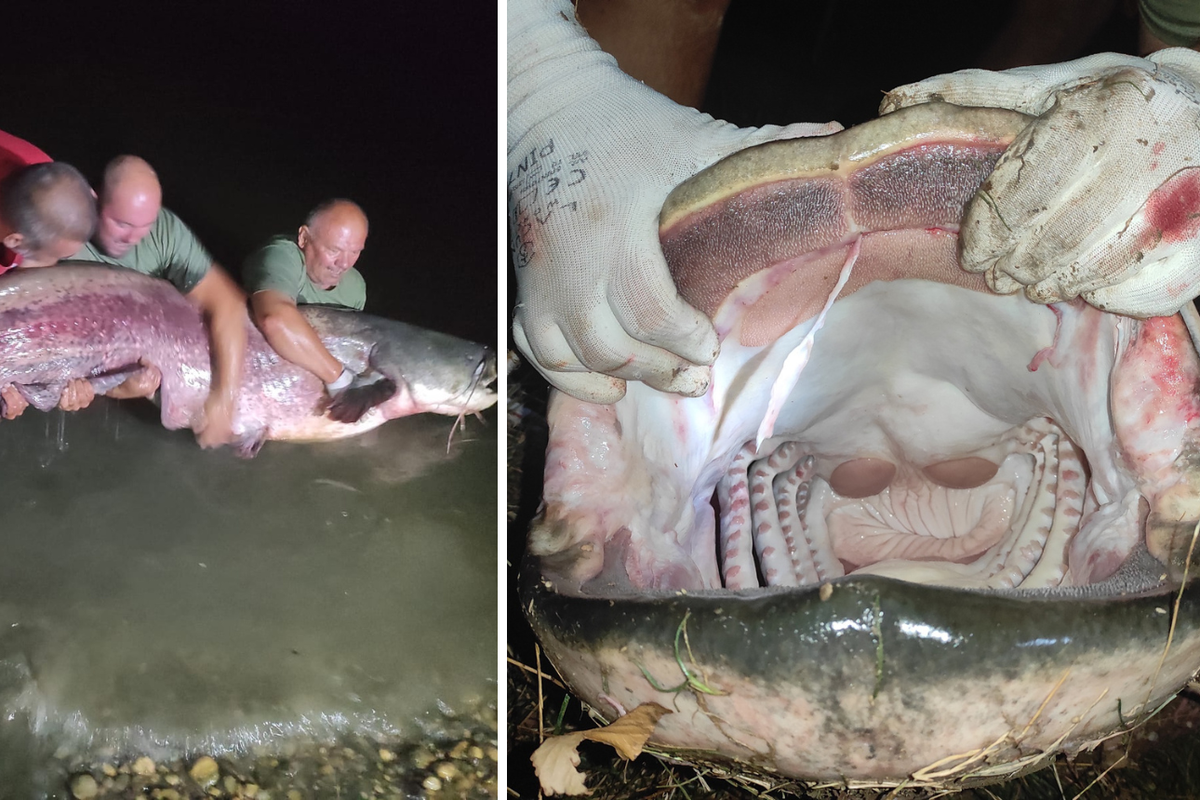 VIDEO Ulovili grdosiju od dva i pol metra u Rakitju: 'Som ima oko 100 kila, ovo je riba života'