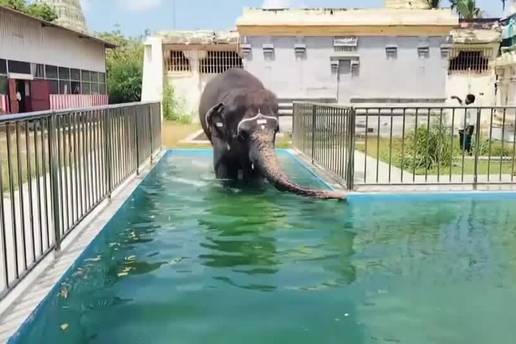 VIDEO U Indiji je toplinski val: Slon ušao u bazen pa se brčkao