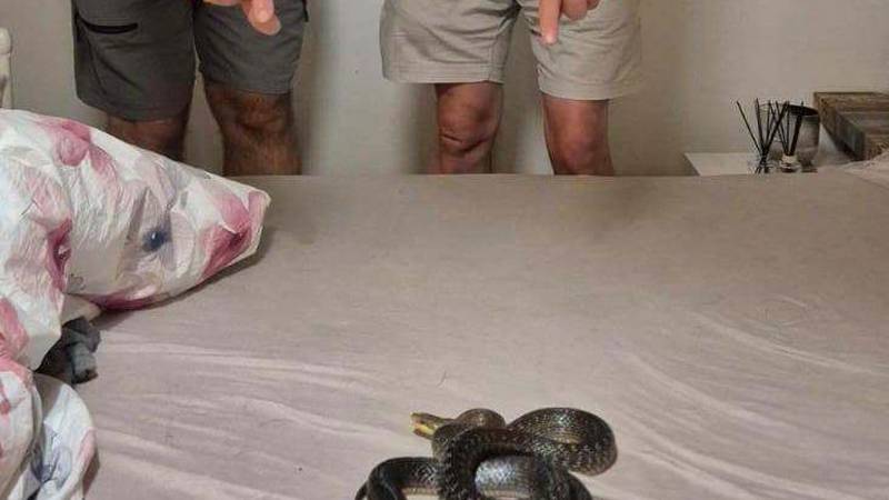 FOTO Šok kraj Novske! 'U našem krevetu sam našla zmijurinu'