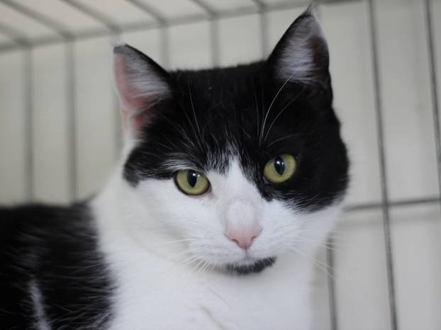 Udomite ih! Ove slatke mace u Noinoj Arci osvojit će vaša srca