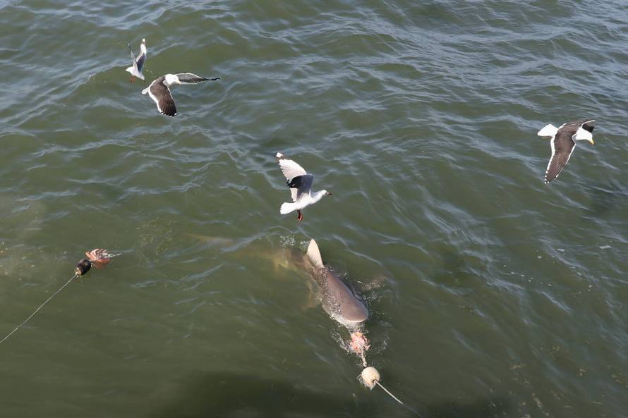 Disappearing great white sharks raise alarm over South Africa’s marine balance