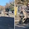 VIDEO &Scaron;ok snimka iz Zagreba. Jelen se zabio u voza&ccaron;a skutera i oborio ga: 'Stalno ih vi&dstrok;amo...'