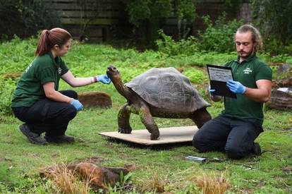 ZSL London Zoo annual weigh-in