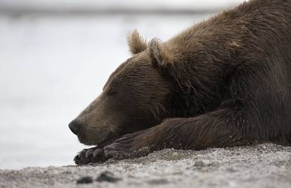 Medvjedi spavaju zimski san? Dok je hrane, nema šanse...