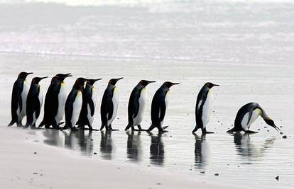 Preživljavanje kraljevskih pingvina na Antarktici
