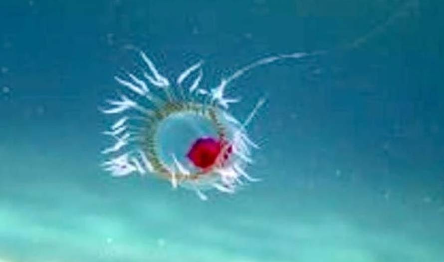 Jedino biće na svijetu: Ova meduza može živjeti vječno