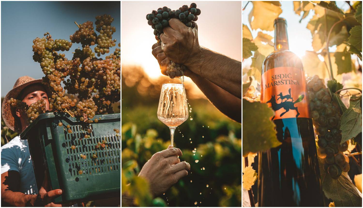 Savršene fotografije berbe kraj Skradina - uživaju sva osjetila