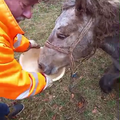 Čagljevi su napali kobilu dok se ždrijebila na polju. Spasili su je ljudi, ali ždrijebe nije preživjelo