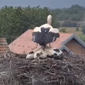 VIDEO Ljubav jedne mame rode! Pogledajte kako štiti svoje ptiće