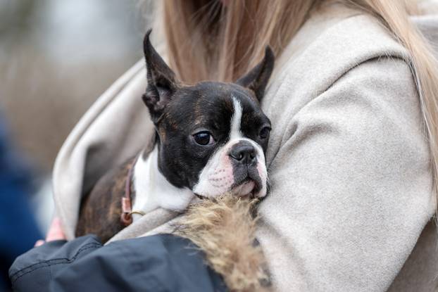 Izložba pasa svih pasmina ispred shopping centra Westgate City u Zaprešiću