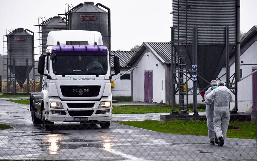 Slavonski Kobaš: Na Vindonovoj farmi purana počelo eutanaziranje i odvoz Agroproteinkinim kamionima
