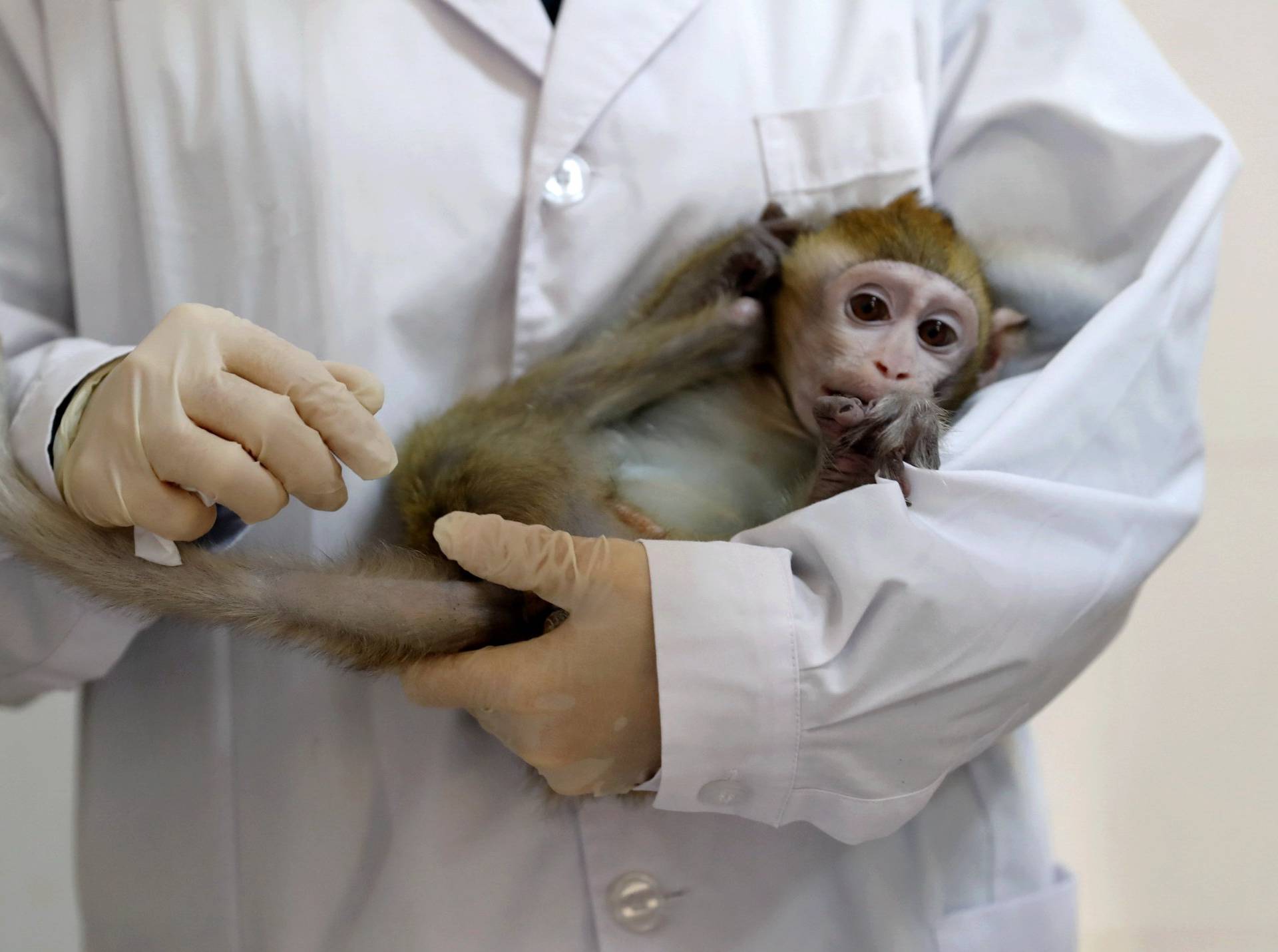 Lab technician holds a monkey cloned from a gene-edited macaque with circadian rhythm disorders in a lab at the Institute of Neuroscience of Chinese Academy of Sciences in Shanghai