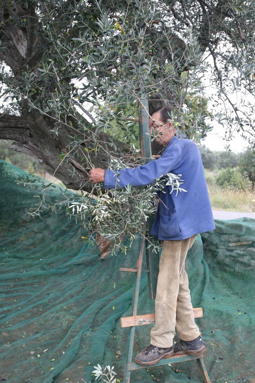 Dusko Marusic/PIXSELL