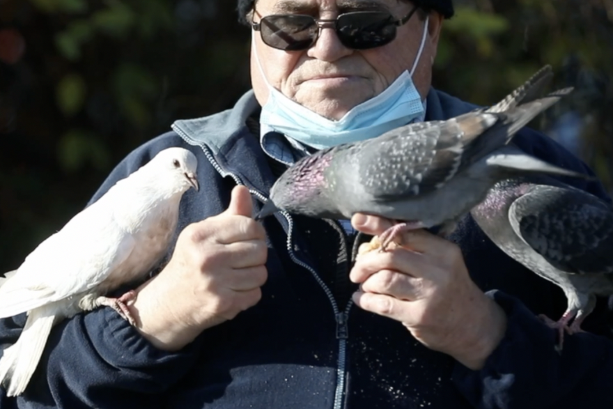 Umirovljenik uživa u društvu golubova