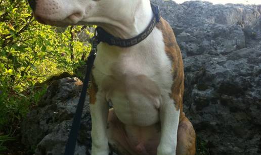 Da li me je netko vidio? Ukraden sam iz svog doma...