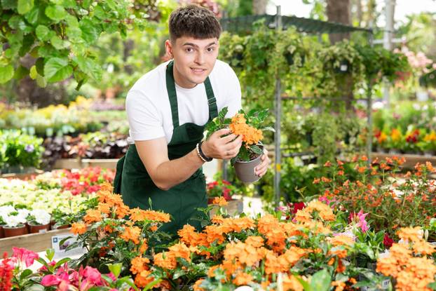 Young floriculturist caring potted blooming Crossandra in garden center