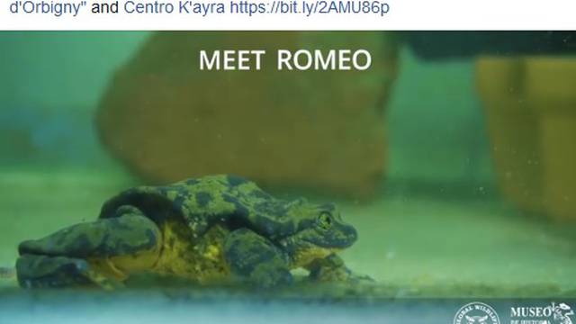 Romeo i Julija: Najusamljeniji žabac na svijetu ima 'djevojku'