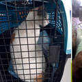 Panamske vlasti uhvatile su mačku na djelu: Pokušavala je prokrijumčariti drogu u zatvor