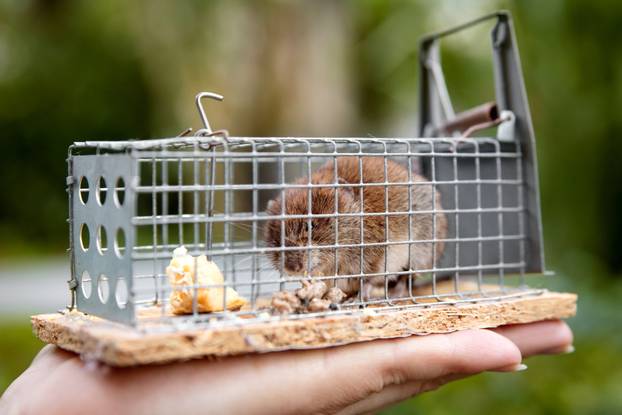 woman´s hand holding a little mouse in a live-capture mousetrap