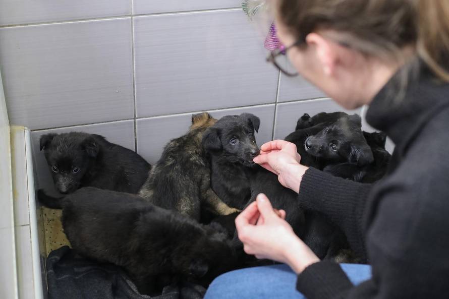 Ostavili ih u kutiji: 11 slatkih štenaca traže novi i topli dom